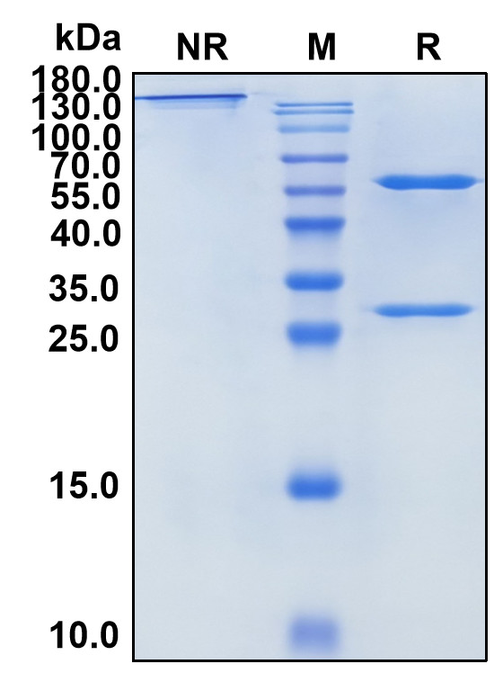 Iladatuzumab (Biosimilar Reference Antibody) (AGM6)