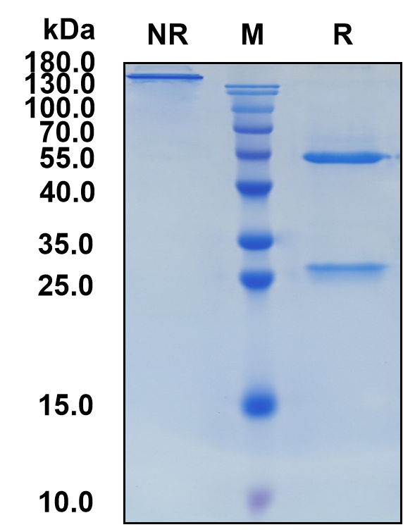 Iluzanebart (Biosimilar Reference Antibody) (TREM2)