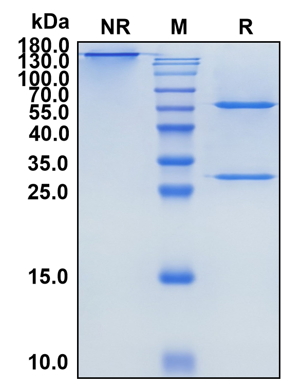 Imalumab (Biosimilar Reference Antibody) (MIF)
