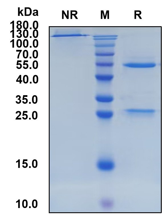 Imaprelimab (Biosimilar Reference Antibody) (MCAM)