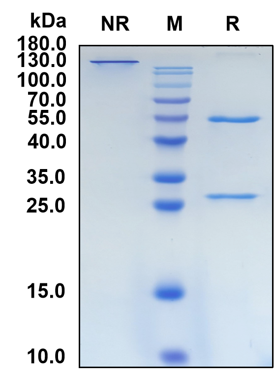 Imsidolimab (Biosimilar Reference Antibody) (IL36R)