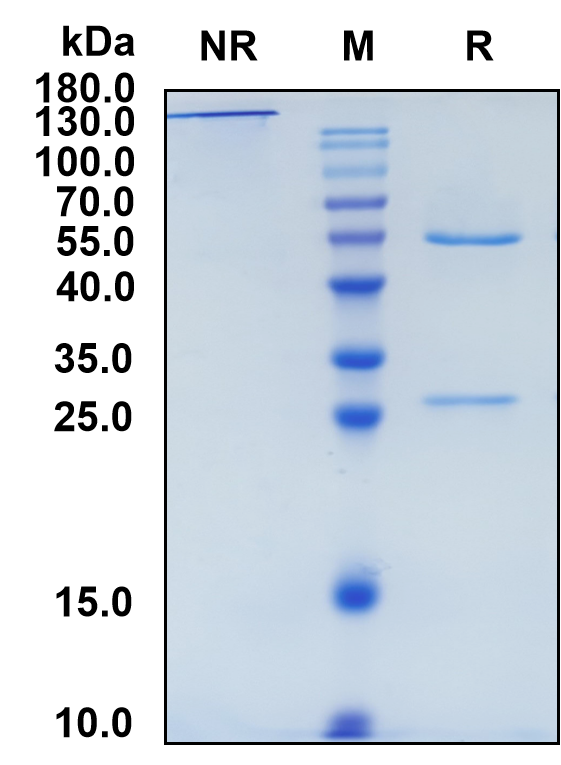 Inclacumab (Biosimilar Reference Antibody) (SELP)