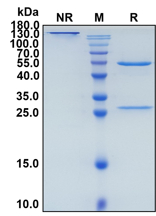 Indusatumab (Biosimilar Reference Antibody) (GUCY2C)