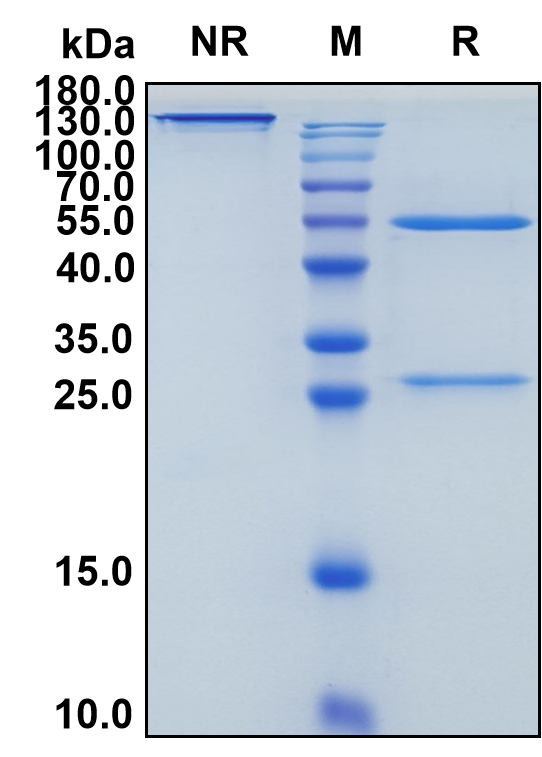 Intetumumab (Biosimilar Reference Antibody) (ITGAVB3)