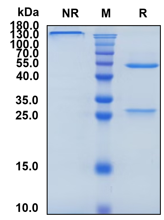 Iratumumab (Biosimilar Reference Antibody) (TNFRSF8)