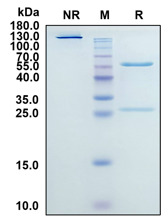 Ispectamab (Biosimilar Reference Antibody) (TNFRSF17)
