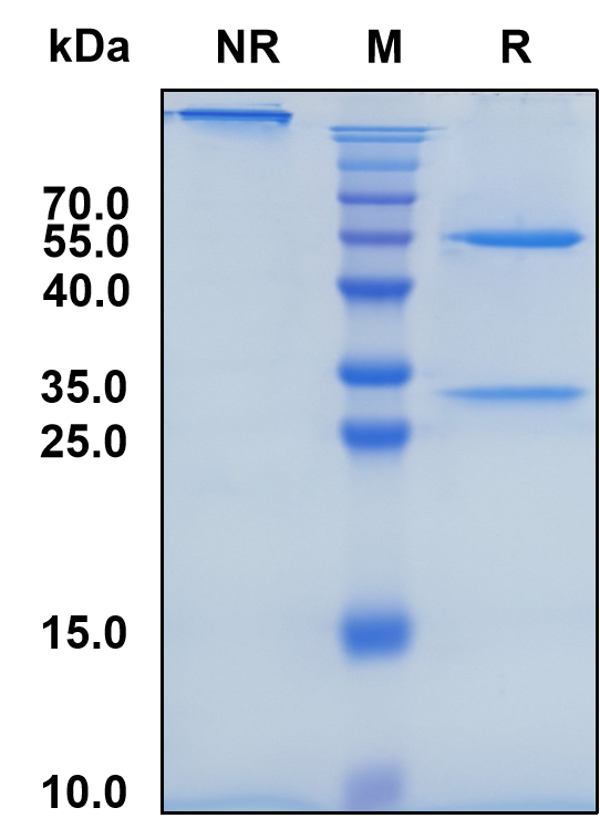 Itolizumab (Biosimilar Reference Antibody) (CD6)