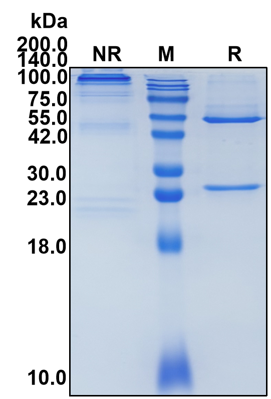 Ivuxolimab (Biosimilar Reference Antibody) (TNFRSF4)