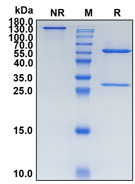 Izastobart (Biosimilar Reference Antibody) (C5AR1)
