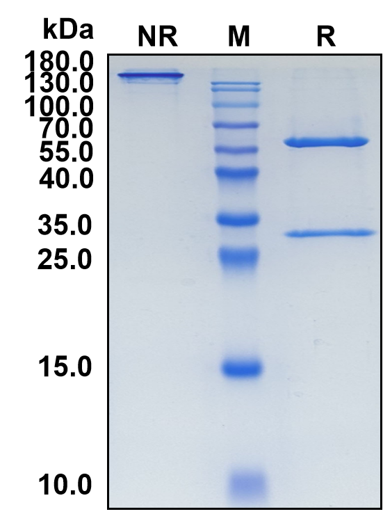 Izeltabart (Biosimilar Reference Antibody) (ADAM9)