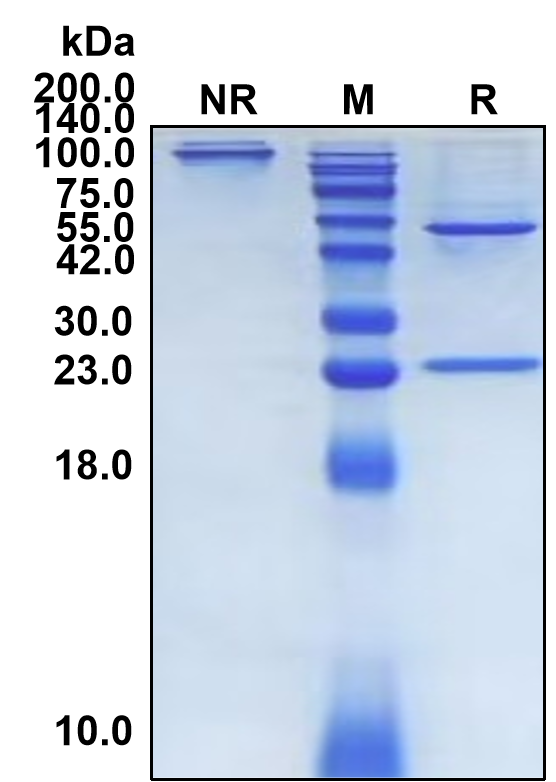 Labetuzumab (Biosimilar Reference Antibody) (CEACAM5)