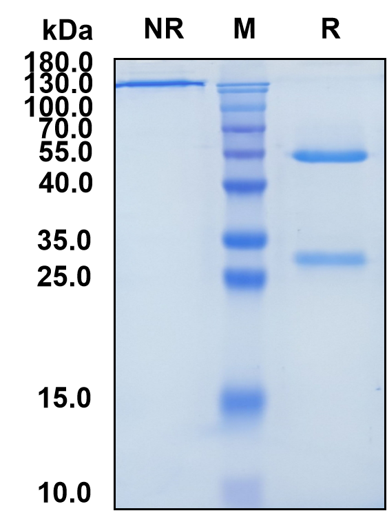 Lacnotuzumab (Biosimilar Reference Antibody) (CSF1)