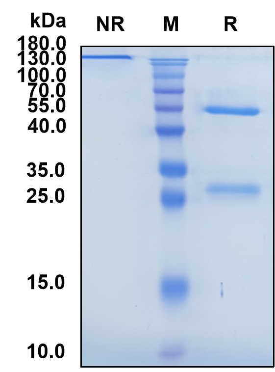 Lacutamab (Biosimilar Reference Antibody) (KIR3DL2)