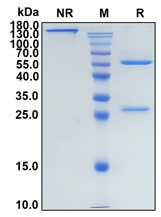 Ladiratuzumab (Biosimilar Reference Antibody) (SLC39A6)
