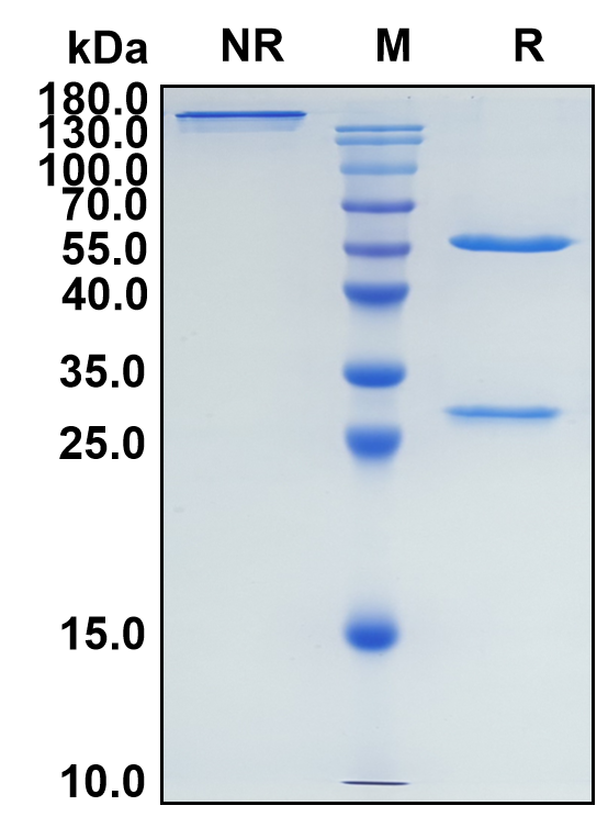 Lanadelumab (Biosimilar Reference Antibody) (KLKB1)