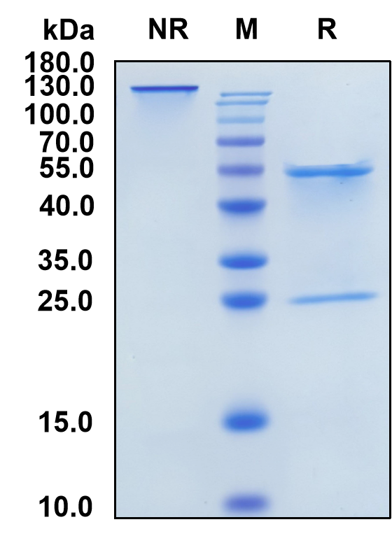 Landogrozumab (Biosimilar Reference Antibody) (MSTN)