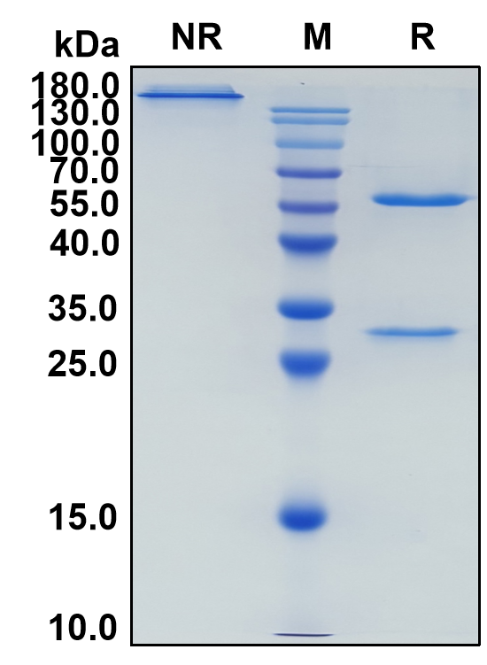 Latozinemab (Biosimilar Reference Antibody) (SORT1)