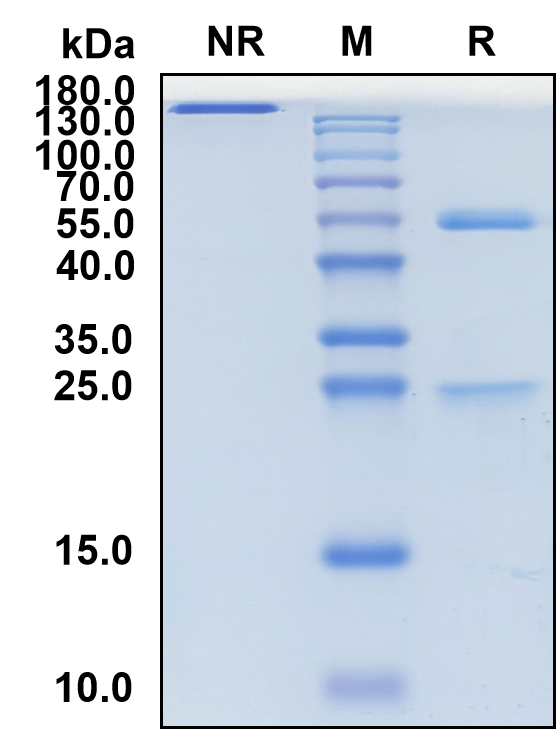 Lemalesomab (Biosimilar Reference Antibody) (NCA90)