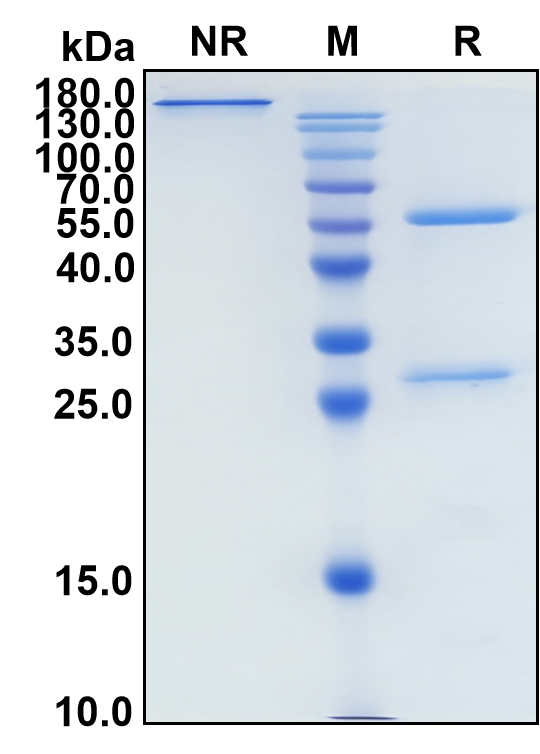 Lenzilumab (Biosimilar Reference Antibody) (CSF2)