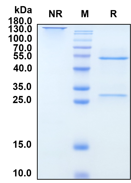 Lerdelimumab (Biosimilar Reference Antibody) (TGFB2)