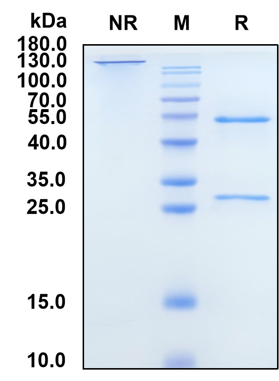 Leronlimab (Biosimilar Reference Antibody) (CCR5)