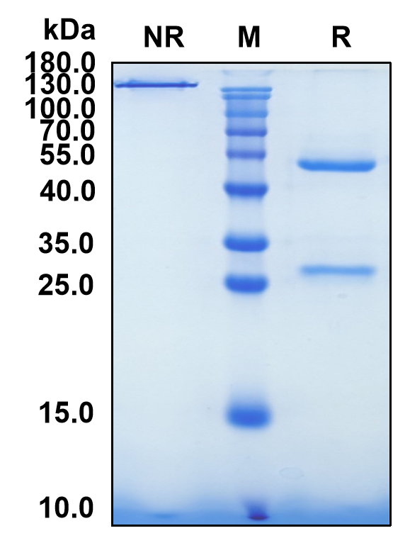 Levilimab (Biosimilar Reference Antibody) (IL6R)