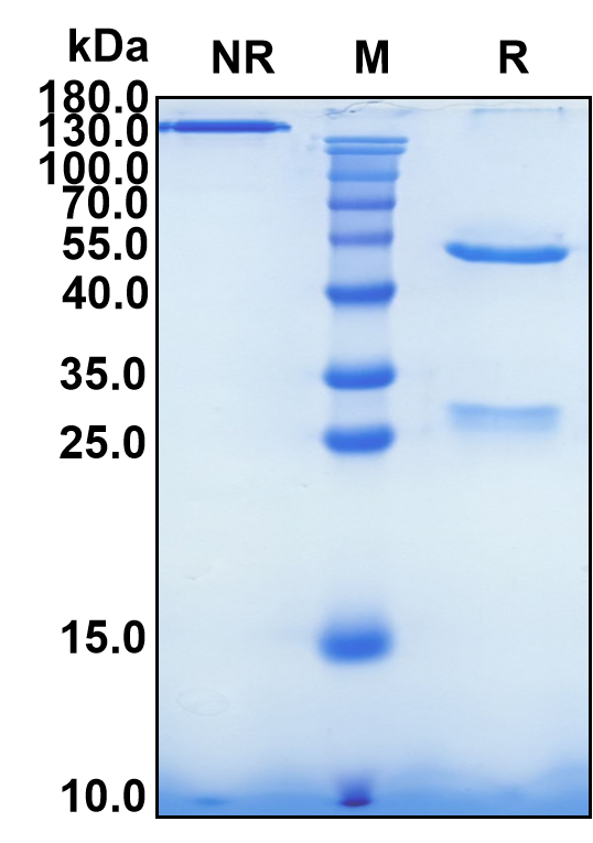 Lexatumumab (Biosimilar Reference Antibody) (TNFRSF10B)