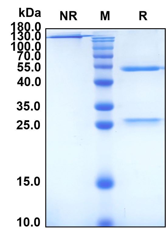 Ligelizumab (Biosimilar Reference Antibody) (IGHE)