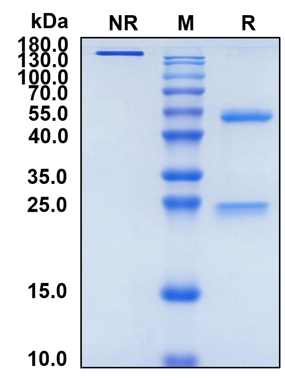 Lilotomab (Biosimilar Reference Antibody) (CD37)