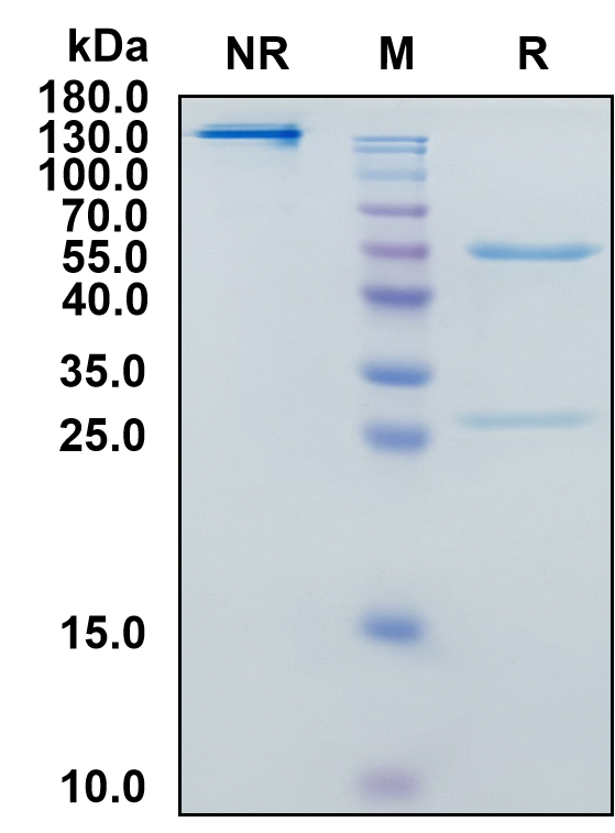 Linavonkibart (Biosimilar Reference Antibody) (TGFB1)