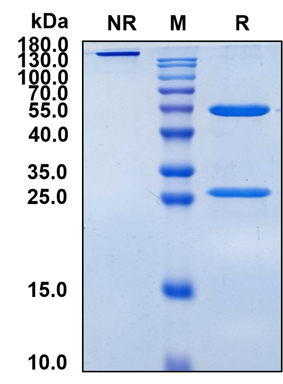 Lintuzumab (Biosimilar Reference Antibody) (CD33)