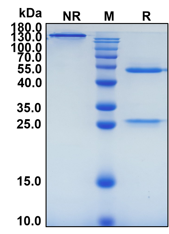 Lirentelimab (Biosimilar Reference Antibody) (SIGLEC8)