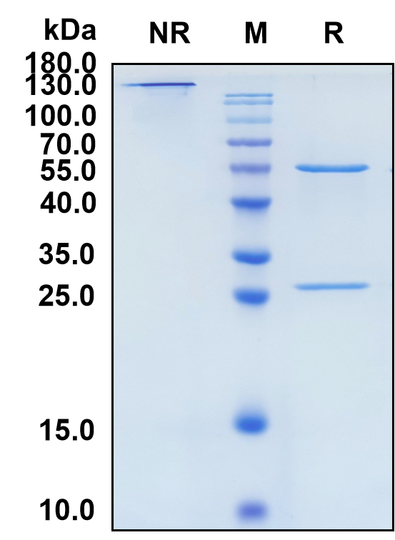 Lirilumab (Biosimilar Reference Antibody) (KIRD2)