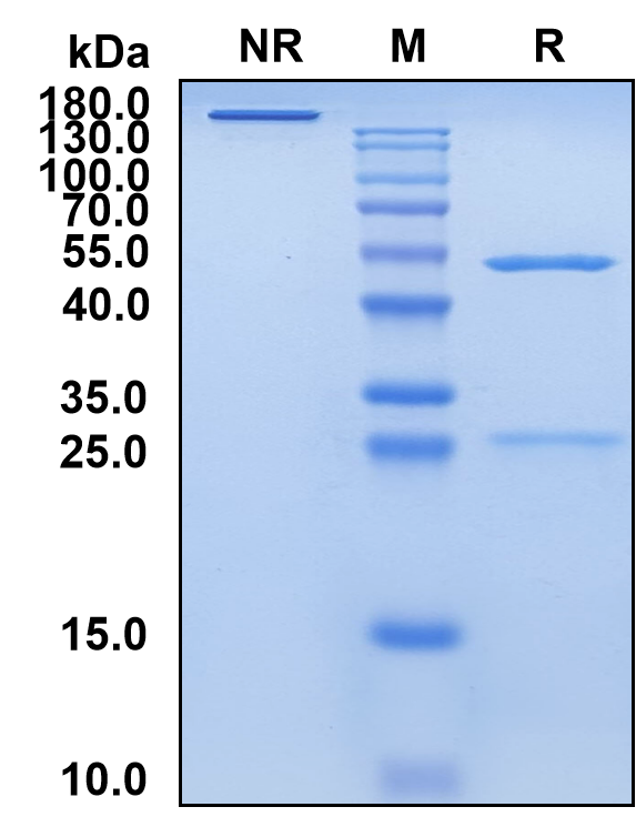 Litifilimab (Biosimilar Reference Antibody) (CLEC4C)