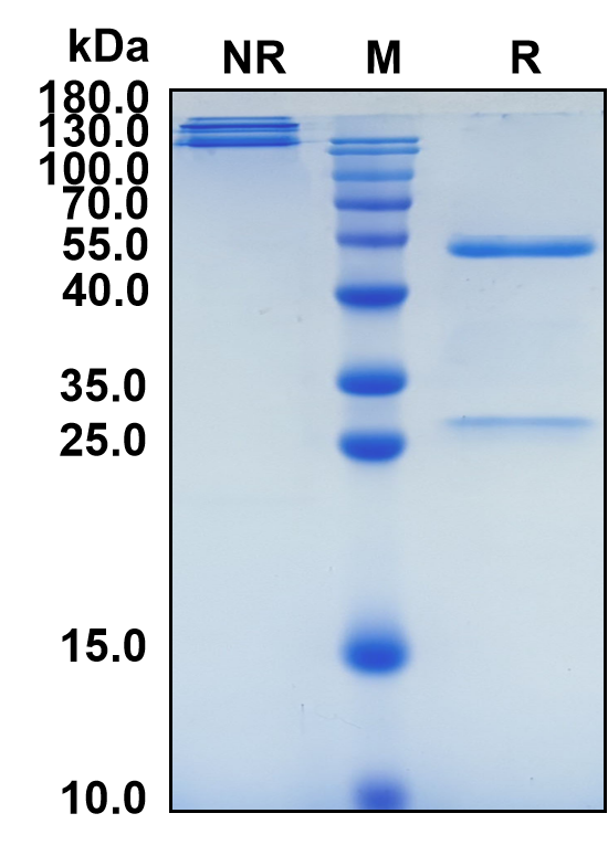 Lixudebart (Biosimilar Reference Antibody) (CLDN1)