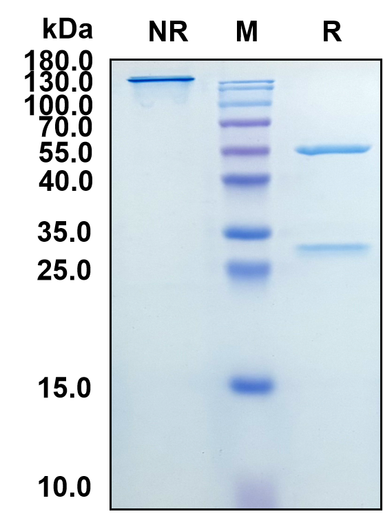 Lokivetmab (Biosimilar Reference Antibody) (IL31)