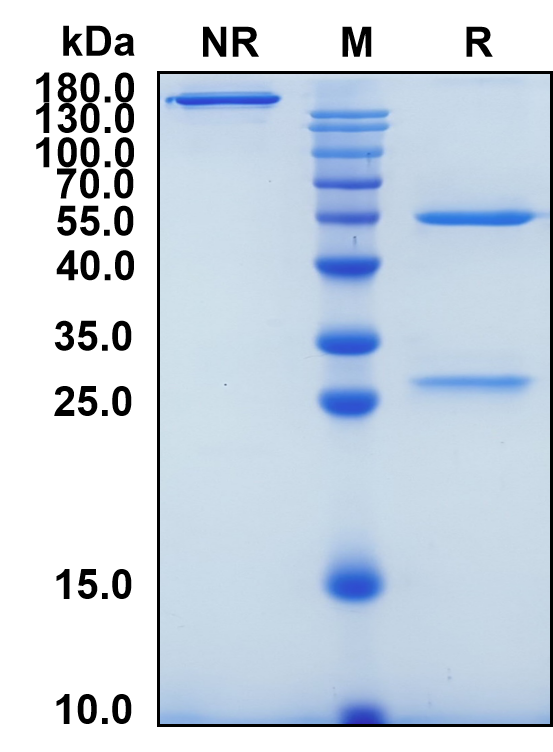 Lorvotuzumab (Biosimilar Reference Antibody) (NCAM1)