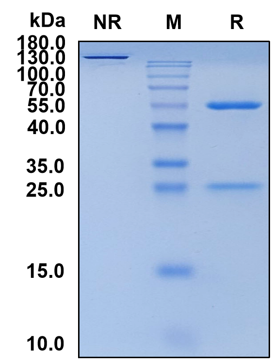 Lumiliximab (Biosimilar Reference Antibody) (FCER2)