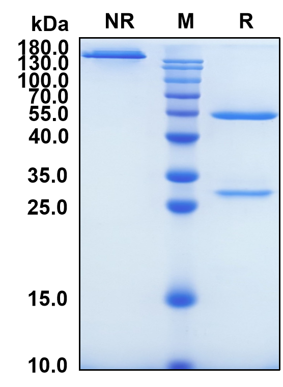 Lumretuzumab (Biosimilar Reference Antibody) (ERBB3)