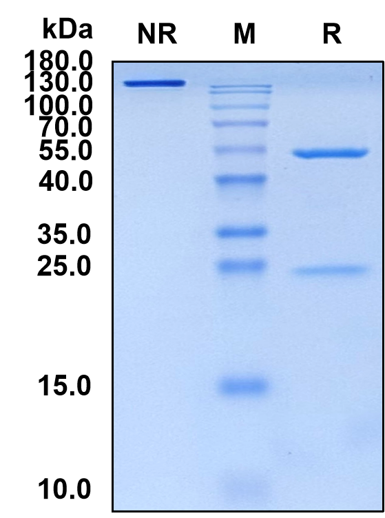 Lupartumab (Biosimilar Reference Antibody) (LYPD3)