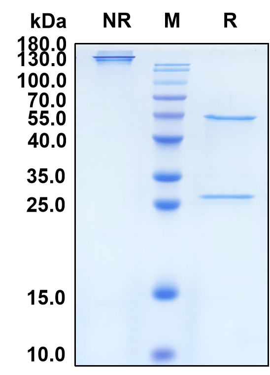 Lusvertikimab (Biosimilar Reference Antibody) (IL7R)