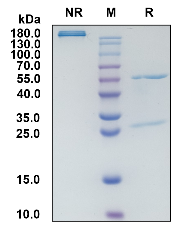 Luveltamab (Biosimilar Reference Antibody) (FOLR1)