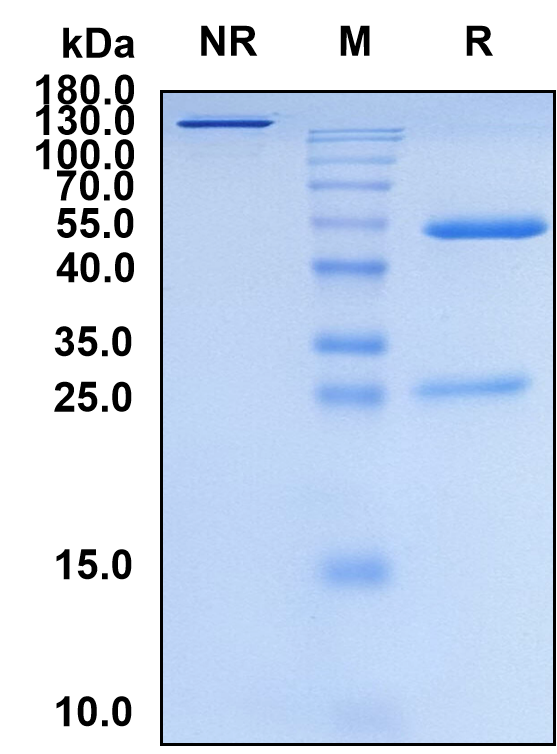 Maftivimab (Biosimilar Reference Antibody) (Zaire Ebolavirus Glycoprotein)