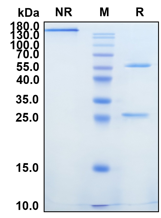 Maridebart (Biosimilar Reference Antibody) (GIPR)