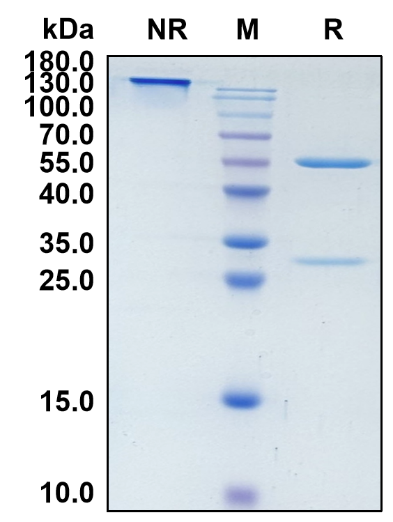 Mavrilimumab (Biosimilar Reference Antibody) (CSF2RA)