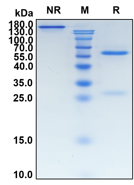 Mecbotamab (Biosimilar Reference Antibody) (AXL)