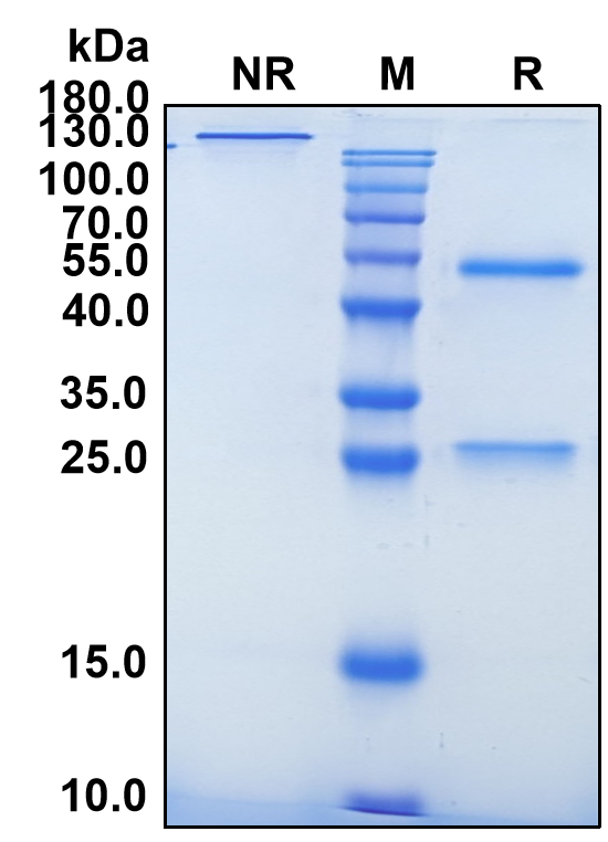 Melrilimab (Biosimilar Reference Antibody) (IL1RL1)