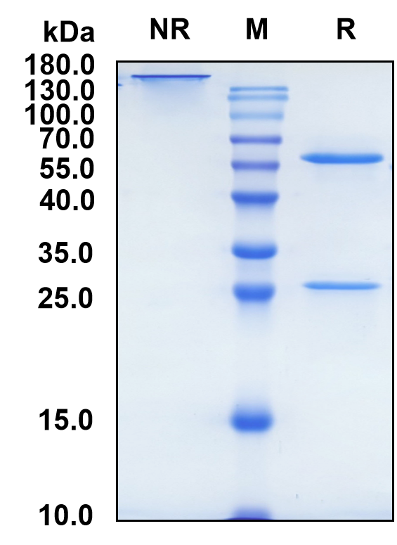 Metelimumab (Biosimilar Reference Antibody) (TGFB1)