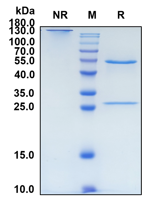 Mevonlerbart (Biosimilar Reference Antibody) (Fel d 1)