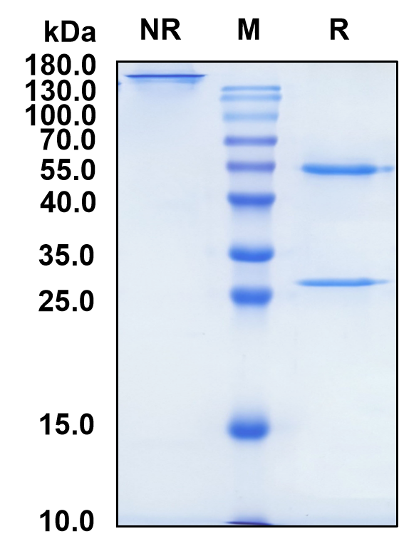 Mibavademab (Biosimilar Reference Antibody) (LEPR)